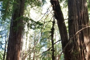 São Francisco: Tour particular a Muir Woods e Marin Headlands