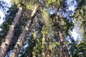 São Francisco: Tour particular a Muir Woods e Marin Headlands