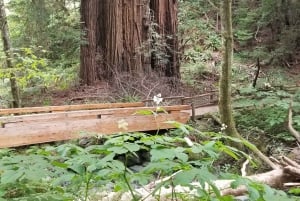 São Francisco: Tour particular a Muir Woods e Marin Headlands