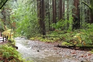 São Francisco: Tour particular a Muir Woods e Marin Headlands