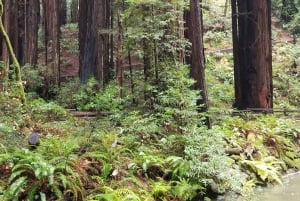 São Francisco: Tour particular a Muir Woods e Marin Headlands