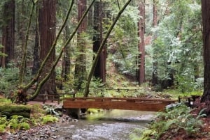 São Francisco: Tour particular a Muir Woods e Marin Headlands