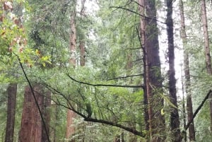 São Francisco: Tour particular a Muir Woods e Marin Headlands