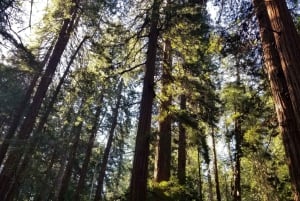 São Francisco: Tour particular a Muir Woods e Marin Headlands