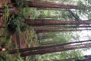 San Francisco: private Tour zu den Muir Woods und den Marin Headlands