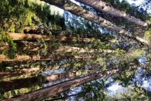 San Francisco: private Tour zu den Muir Woods und den Marin Headlands
