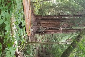 San Francisco: private Tour zu den Muir Woods und den Marin Headlands
