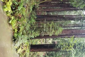San Francisco: private Tour zu den Muir Woods und den Marin Headlands