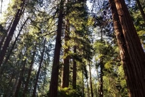 San Francisco: private Tour zu den Muir Woods und den Marin Headlands