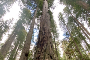 Seattle til California: nasjonalparker og kystreisetur