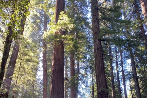 Det bästa av San Francisco: vinlandet, redwoodskogarna och sightseeing med hop-on hop-off