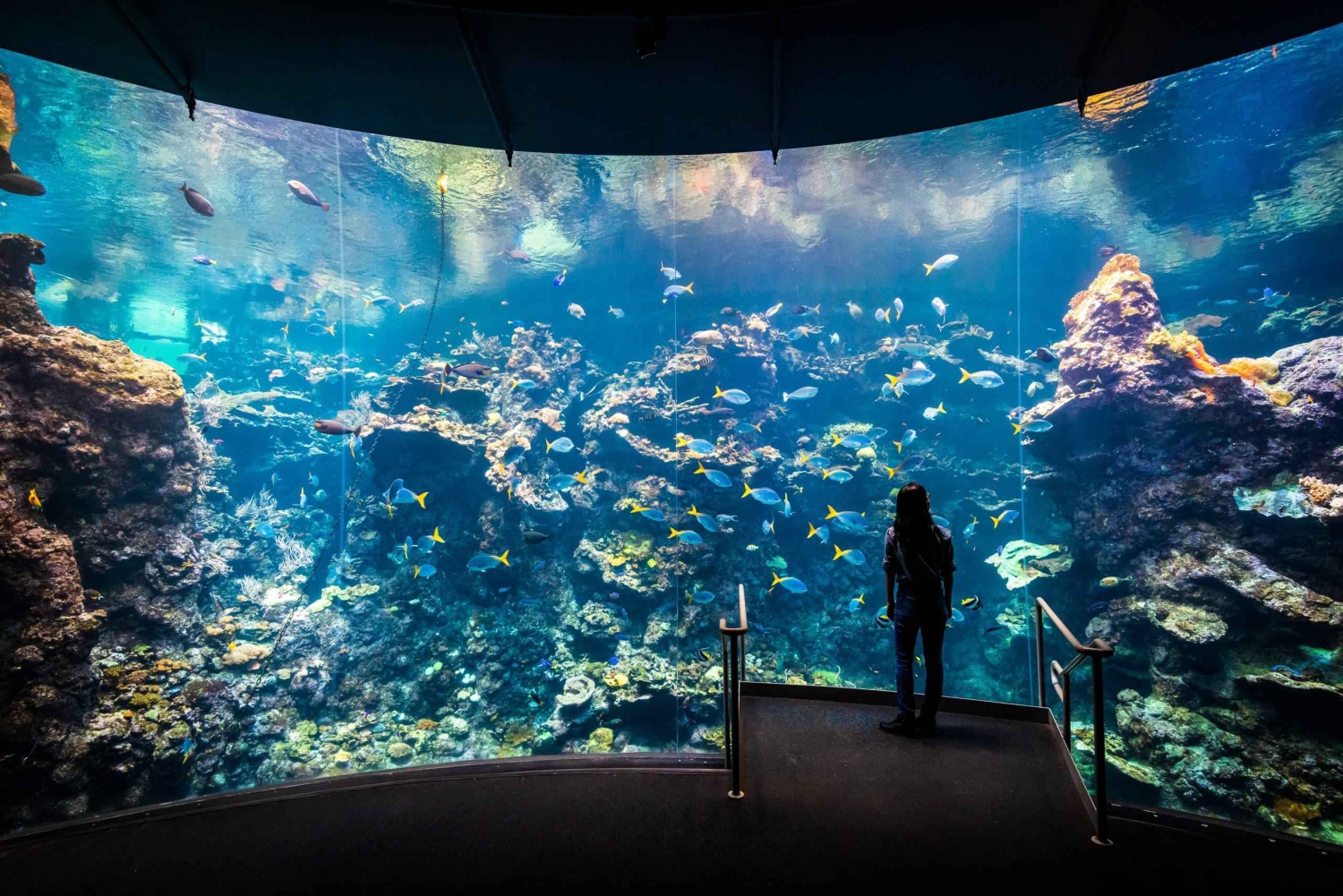 SF: CA Academy of Sciences e tour Hop-on Hop-off (con un risparmio del 15%)