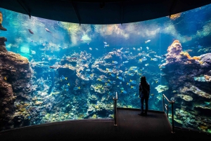 SF: CA Academy of Sciences e tour Hop-on Hop-off (con un risparmio del 15%)