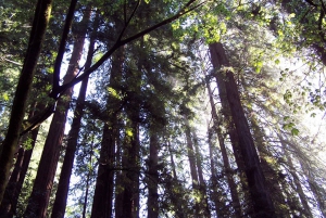 SF: Guidet Muir Woods-tur og Hop-On Hop-Off-tur (spar 15 %)