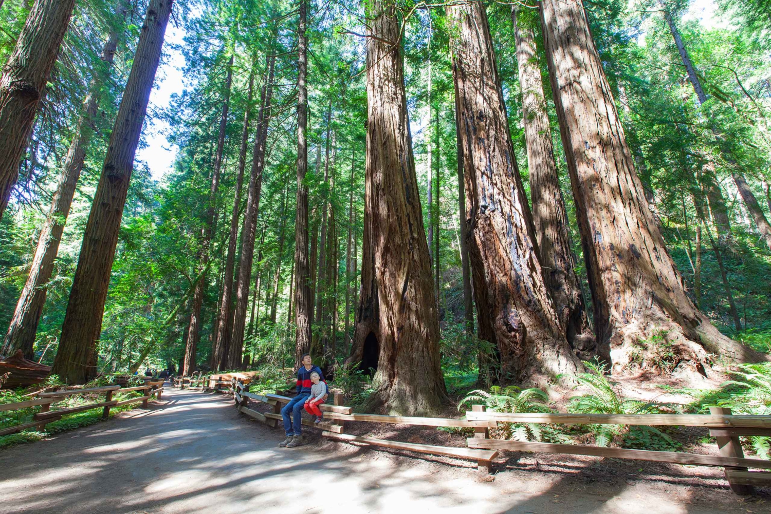 SF: Muir Woods, Sausalito, Golden Gate Bridge – private Tour