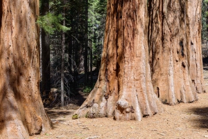 SF: Muir Woods, Sausalito, Golden Gate Bridge – private Tour