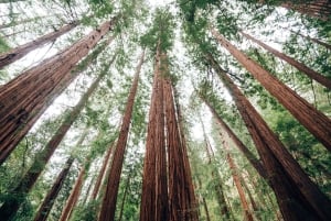 SF: Muir Woods, Sausalito, Golden Gate Bridge – private Tour