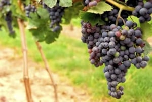 SF : Napa & Sonoma Wine Tour & Hop-on Hop-off Tour (Save 15%)