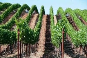 SF : Napa & Sonoma Wine Tour & Hop-on Hop-off Tour (Save 15%)