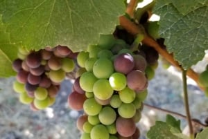 San Francisco: Half-Day Wine Tour with 2 Tastings Included