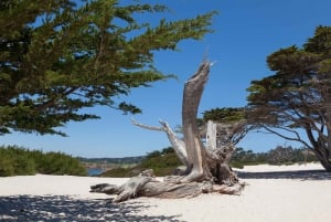 Monterey, Carmel, 17 Mile Dr, Big Sur & Mcway Falls Pvt Tour