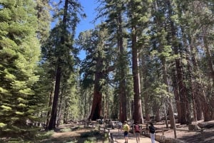 Yosemite, gigantyczne sekwoje, prywatna wycieczka z San Francisco