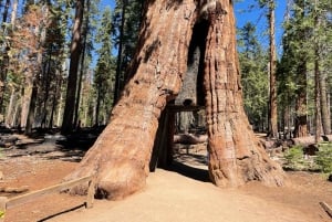 Yosemite, gigantyczne sekwoje, prywatna wycieczka z San Francisco