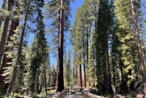 Yosemite, Sequoie Giganti, Tour Privato da San Francisco