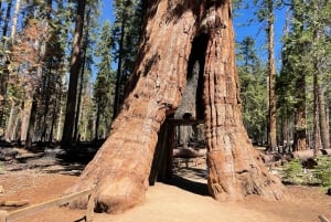 Йосемити, гигантские секвойи, индивидуальный тур из Сан-Франциско