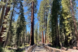 Йосемити, гигантские секвойи, индивидуальный тур из Сан-Франциско