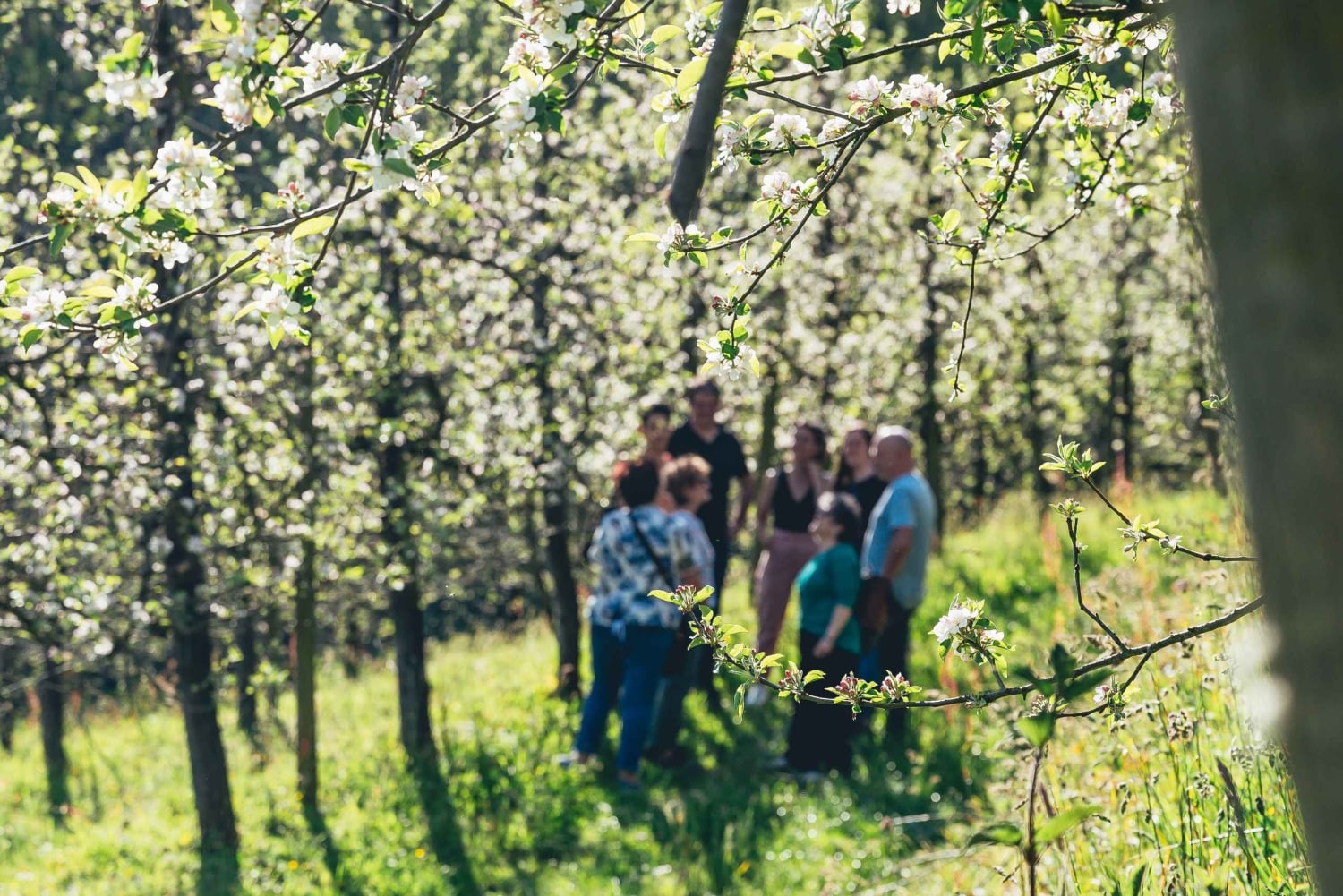 Baskisk valbåt och traditionellt baskiskt ciderhus