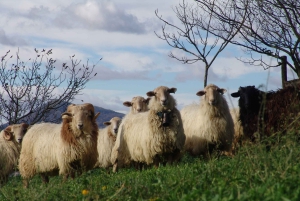 Откройте для себя искусство изготовления сыра Idiazabal в Стране Басков