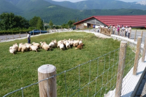 Откройте для себя искусство изготовления сыра Idiazabal в Стране Басков