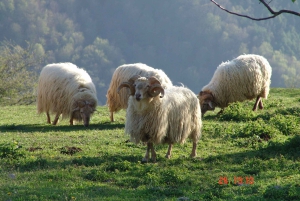 Откройте для себя искусство изготовления сыра Idiazabal в Стране Басков