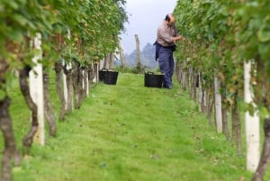 Discover the Essence of Txakoli Wine from San Sebastian