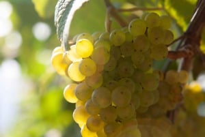 Discover the Essence of Txakoli Wine from San Sebastian
