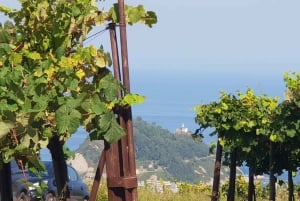 Discover the Essence of Txakoli Wine from San Sebastian