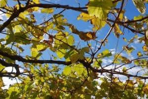 Discover the Essence of Txakoli Wine from San Sebastian