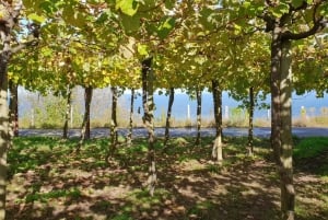 Discover the Essence of Txakoli Wine from San Sebastian