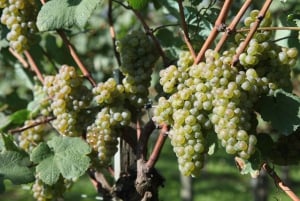 Discover the Essence of Txakoli Wine from San Sebastian