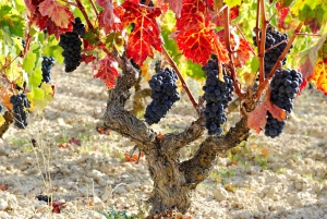 San Sebastianista/Bilbaosta/Vitoriasta: La Rioja Wineries Tour