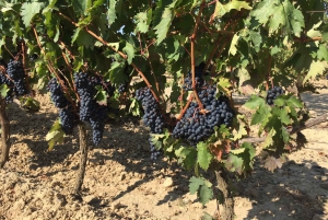 Från San Sebastian/Bilbao/Vitoria: Rioja Wine Tour med lunch