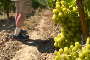 Från San Sebastian: Rioja privat dagsutflykt med vinprovning