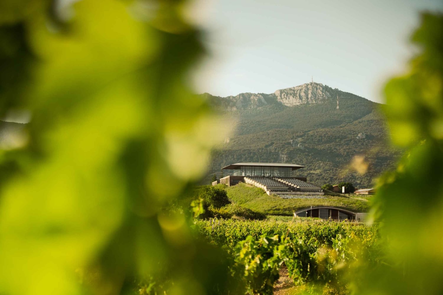 Z San Sebastian: Rioja Uncorked - prywatna wycieczka do winiarni