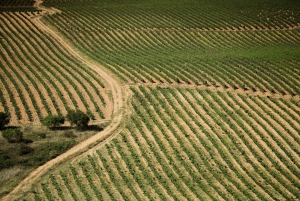 Fra San Sebastian: Rioja Uncorked - tur til private vingårde