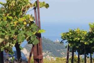 Getaria Txakoli Wine Tour From San Sebastian