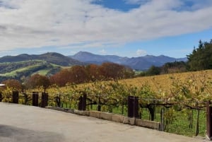 Getaria Txakoli Wine Tour From San Sebastian