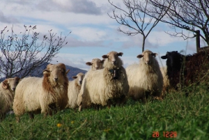 Idiazabal cheese tour from San Sebastian