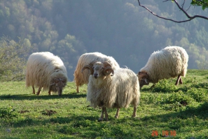 Idiazabal cheese tour from San Sebastian