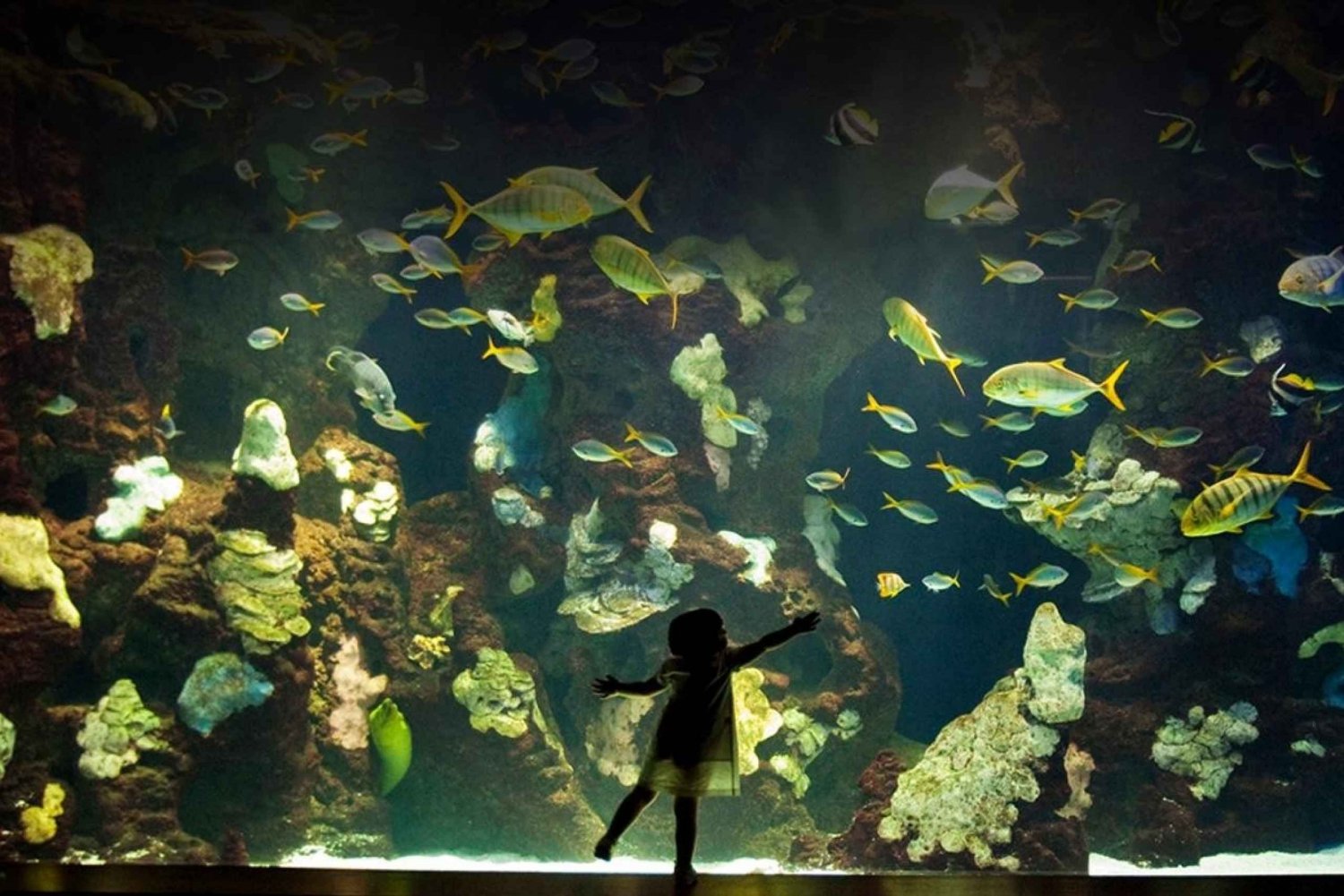 Billets d'entrée à l'aquarium de Saint-Sébastien et visite à pied de la ville
